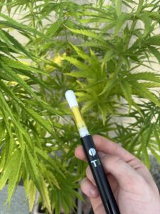 Forbidden Fruit | Δ9 | Indica | TERPLABZ
